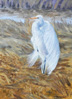 Egret flew away